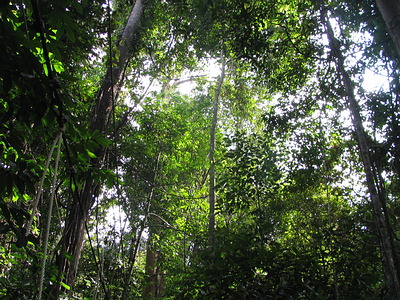 Dans la jungle malaisienne 